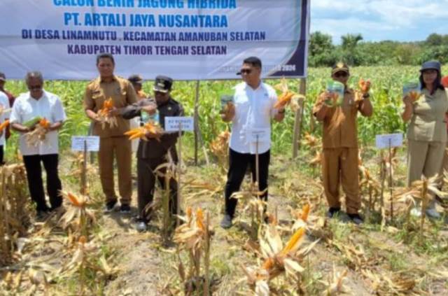 PJ Bupati Timor Tengah Selatan saat melakukan panen perdana jagung hibrida di Desa Linamnutu. (Dok. Istimewa)