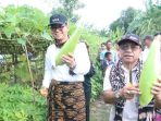 PJ Gubernur NTT Andriko saat melakukan panen jagung di Kelurahan Merdeka Kupang Timur