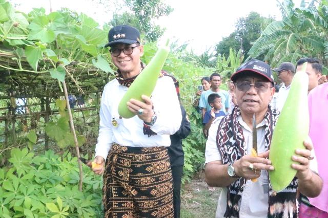 PJ Gubernur NTT Andriko saat melakukan panen jagung di Kelurahan Merdeka Kupang Timur