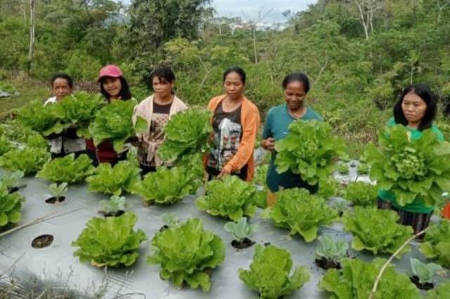 Warga Poco Leok, Manggarai, Nusa Tenggara Timur dengan hasil budidaya hortikultura binaan PLN UIP Nusra. (Dok. Istimewa)