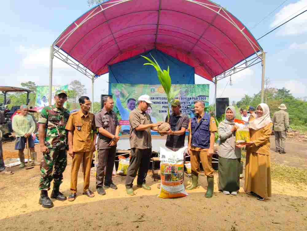 tumpang-sisip-padi-gogo-kementan