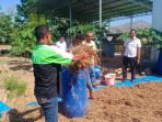 Pemanfaatan limbah sorgum sebagai pakan ternak di Kota Bima, NTB