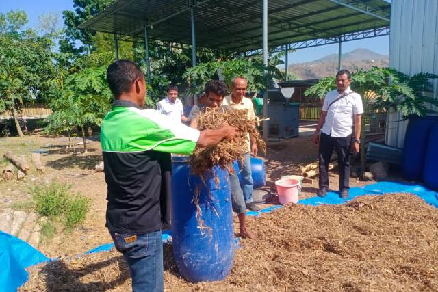 Pemanfaatan limbah sorgum sebagai pakan ternak di Kota Bima, NTB