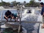 Salah satu area kolam budidaya ikan air tawar di Bali