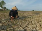 Sunhadi petani asal Desa Tondomulyo, Kecamatan Jakenan, Kabupaten Pati, Provinsi Jawa Tengah, di sawahnya yang mengering