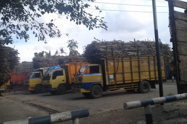 Truk tebu mengantre untuk proses bongkar di Pati