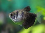 Gymnocorymbus ternetzi. Tropical fish swim in the aquarium