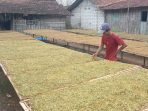 Petani di Kecamatan Jaken, Kabupaten Pati