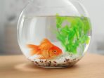 Beautiful bright small goldfish in round glass aquarium on wooden table indoors