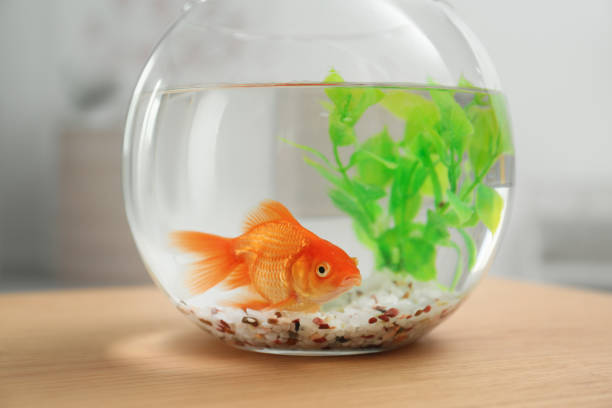 Beautiful bright small goldfish in round glass aquarium on wooden table indoors