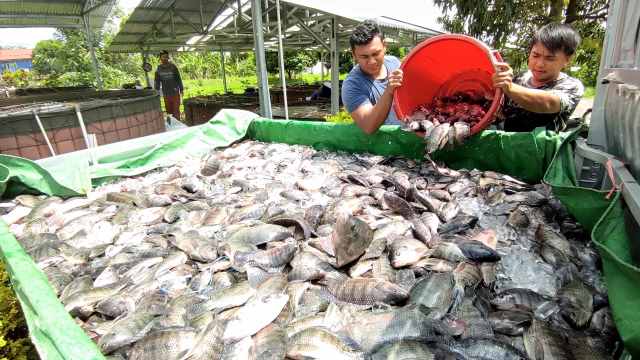 jelang-tutup-tahun-kkp-salurkan-bantuan-benih-calon-induk-ikan-berkualitas