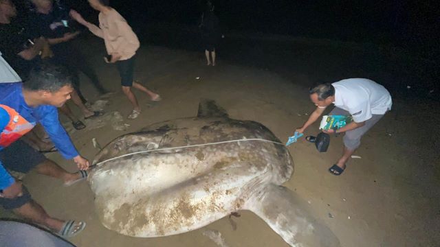 kkp-tangani-ikan-mola-mola-yang-terdampar-di-gorontalo