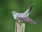 Cuckoo, Cuculus canorus, single bird on post, Midlands, April 2011